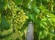 Fotografía de un racimo de uvas verdes colgando de una vid, rodeado de hojas grandes y verdes bajo la luz natural del sol. La imagen muestra detalles nítidos de las uvas y el follaje en un viñedo.